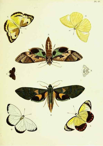 Reproducción/Reproduction 22420771670: De uitlandsche kapellen voorkomende in de drie waereld-deelen, Asia, Africa en America,. Amsteldam,Chez S. J. Baalde;1779-1782.