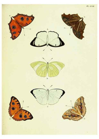 Reproducción/Reproduction 22619930041: De uitlandsche kapellen voorkomende in de drie waereld-deelen, Asia, Africa en America,. Amsteldam,Chez S. J. Baalde;1779-1782.