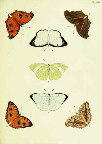 Reproducción/Reproduction 22619930041: De uitlandsche kapellen voorkomende in de drie waereld-deelen, Asia, Africa en America,. Amsteldam,Chez S. J. Baalde;1779-1782.