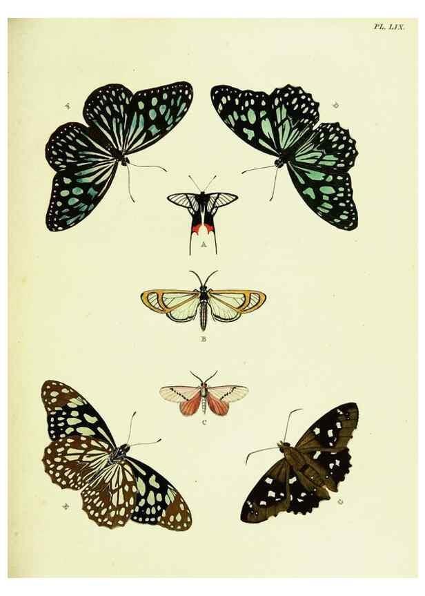 Reproducción/Reproduction 22420788630: De uitlandsche kapellen voorkomende in de drie waereld-deelen, Asia, Africa en America,. Amsteldam,Chez S. J. Baalde;1779-1782.