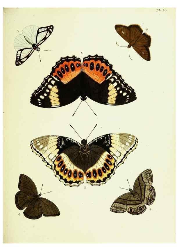 Reproducción/Reproduction 22420794340: De uitlandsche kapellen voorkomende in de drie waereld-deelen, Asia, Africa en America,. Amsteldam,Chez S. J. Baalde;1779-1782.