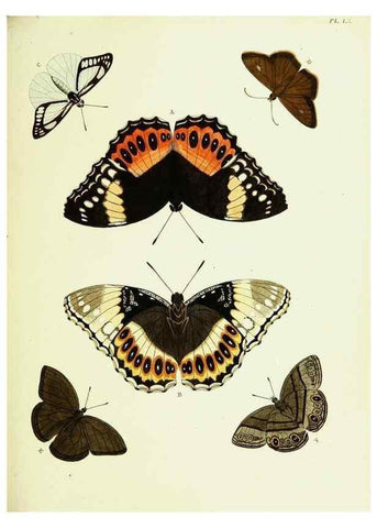 Reproducción/Reproduction 22420794340: De uitlandsche kapellen voorkomende in de drie waereld-deelen, Asia, Africa en America,. Amsteldam,Chez S. J. Baalde;1779-1782.