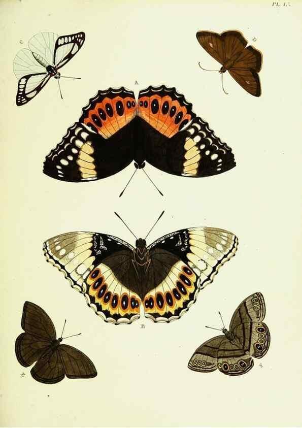 Reproducción/Reproduction 22420794340: De uitlandsche kapellen voorkomende in de drie waereld-deelen, Asia, Africa en America,. Amsteldam,Chez S. J. Baalde;1779-1782.