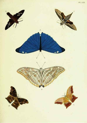 Reproducción/Reproduction 22595204502: De uitlandsche kapellen voorkomende in de drie waereld-deelen, Asia, Africa en America,. Amsteldam,Chez S. J. Baalde;1779-1782.