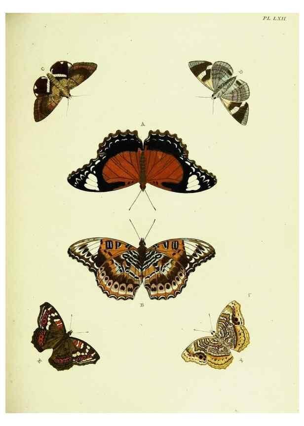 Reproducción/Reproduction 22619950121: De uitlandsche kapellen voorkomende in de drie waereld-deelen, Asia, Africa en America,. Amsteldam,Chez S. J. Baalde;1779-1782.