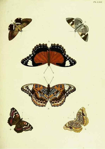 Reproducción/Reproduction 22619950121: De uitlandsche kapellen voorkomende in de drie waereld-deelen, Asia, Africa en America,. Amsteldam,Chez S. J. Baalde;1779-1782.