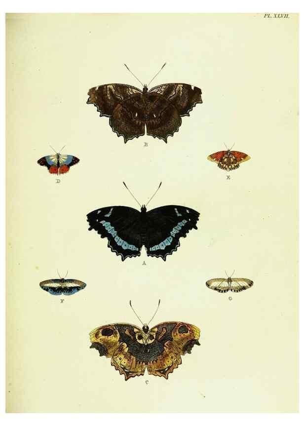 Reproducción/Reproduction 22420738860: De uitlandsche kapellen voorkomende in de drie waereld-deelen, Asia, Africa en America,. Amsteldam,Chez S. J. Baalde;1779-1782.
