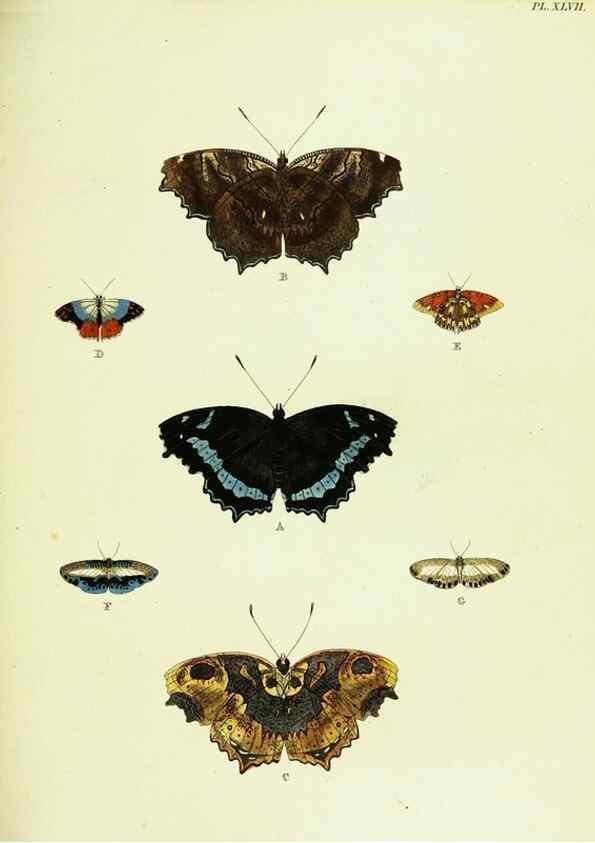 Reproducción/Reproduction 22420738860: De uitlandsche kapellen voorkomende in de drie waereld-deelen, Asia, Africa en America,. Amsteldam,Chez S. J. Baalde;1779-1782.