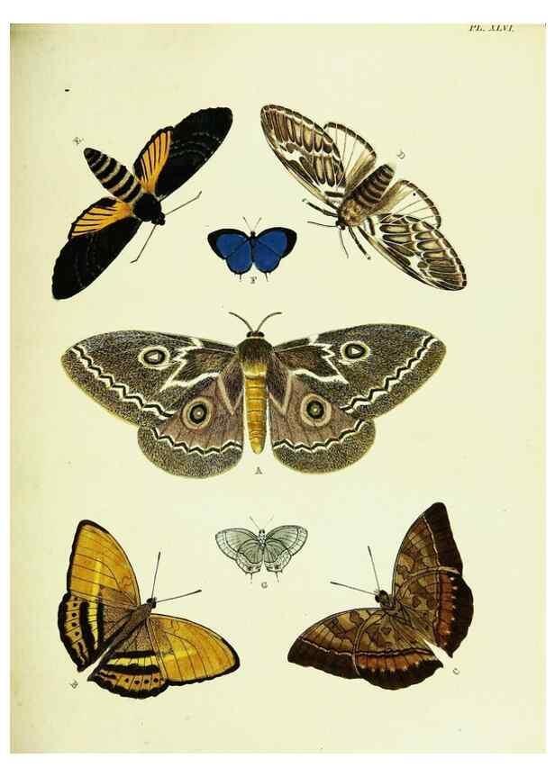 Reproducción/Reproduction 22595140322: De uitlandsche kapellen voorkomende in de drie waereld-deelen, Asia, Africa en America,. Amsteldam,Chez S. J. Baalde;1779-1782.