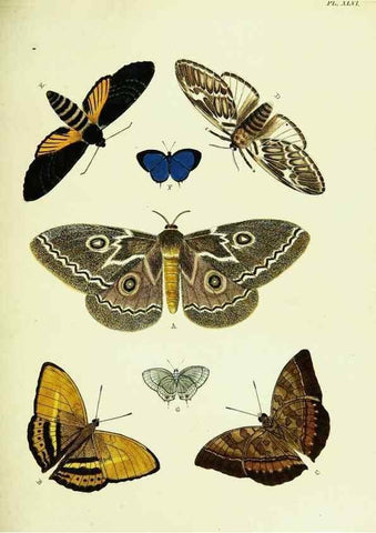 Reproducción/Reproduction 22595140322: De uitlandsche kapellen voorkomende in de drie waereld-deelen, Asia, Africa en America,. Amsteldam,Chez S. J. Baalde;1779-1782.
