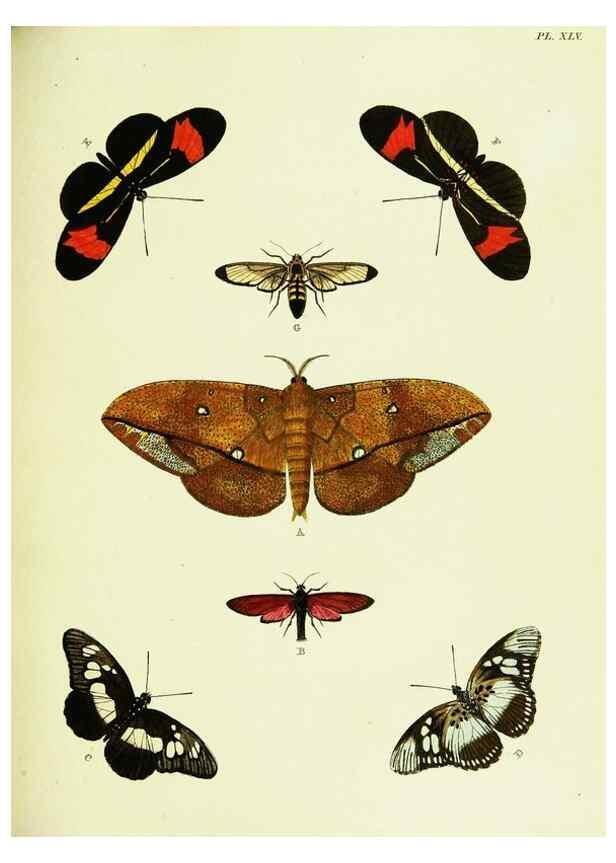 Reproducción/Reproduction 22619876931: De uitlandsche kapellen voorkomende in de drie waereld-deelen, Asia, Africa en America,. Amsteldam,Chez S. J. Baalde;1779-1782.