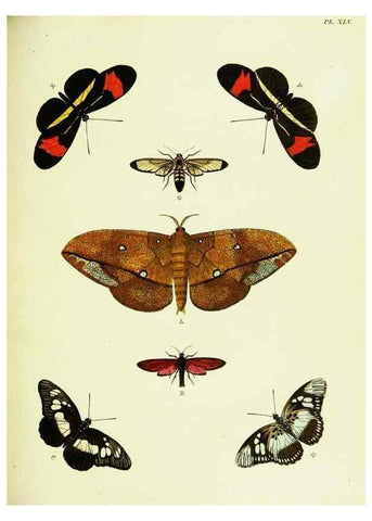 Reproducción/Reproduction 22619876931: De uitlandsche kapellen voorkomende in de drie waereld-deelen, Asia, Africa en America,. Amsteldam,Chez S. J. Baalde;1779-1782.