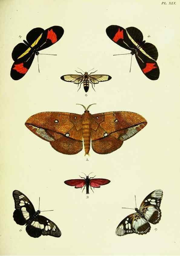 Reproducción/Reproduction 22619876931: De uitlandsche kapellen voorkomende in de drie waereld-deelen, Asia, Africa en America,. Amsteldam,Chez S. J. Baalde;1779-1782.