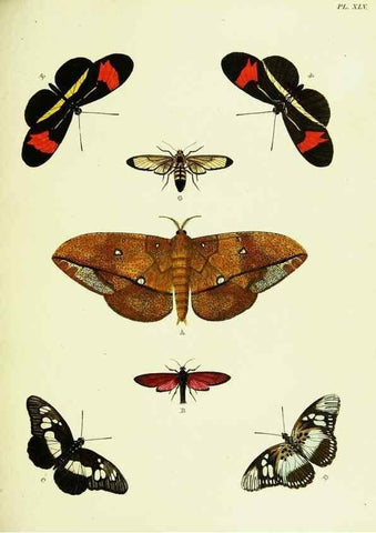 Reproducción/Reproduction 22619876931: De uitlandsche kapellen voorkomende in de drie waereld-deelen, Asia, Africa en America,. Amsteldam,Chez S. J. Baalde;1779-1782.
