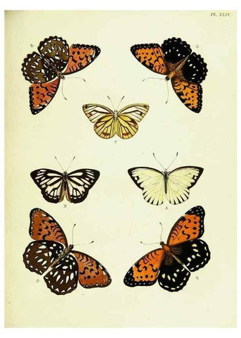 Reproducción/Reproduction 21985881844: De uitlandsche kapellen voorkomende in de drie waereld-deelen, Asia, Africa en America,. Amsteldam,Chez S. J. Baalde;1779-1782.