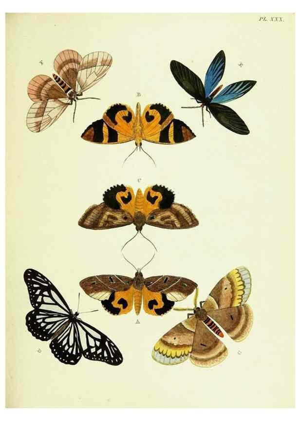 Reproducción/Reproduction 22582591796: De uitlandsche kapellen voorkomende in de drie waereld-deelen, Asia, Africa en America,. Amsteldam,Chez S. J. Baalde;1779-1782.