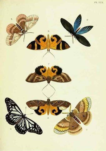 Reproducción/Reproduction 22582591796: De uitlandsche kapellen voorkomende in de drie waereld-deelen, Asia, Africa en America,. Amsteldam,Chez S. J. Baalde;1779-1782.