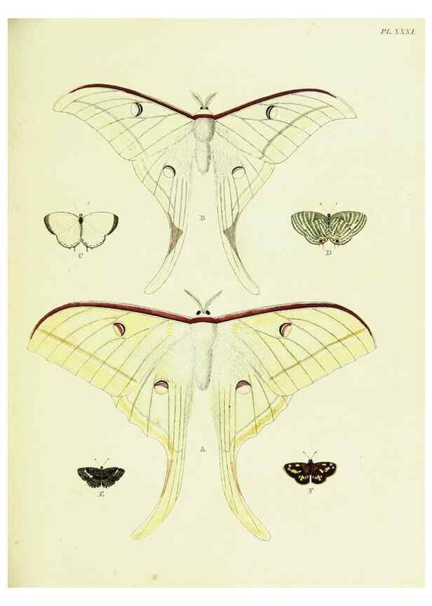 Reproducción/Reproduction 22595078182: De uitlandsche kapellen voorkomende in de drie waereld-deelen, Asia, Africa en America,. Amsteldam,Chez S. J. Baalde;1779-1782.