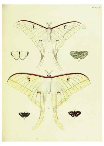 Reproducción/Reproduction 22595078182: De uitlandsche kapellen voorkomende in de drie waereld-deelen, Asia, Africa en America,. Amsteldam,Chez S. J. Baalde;1779-1782.