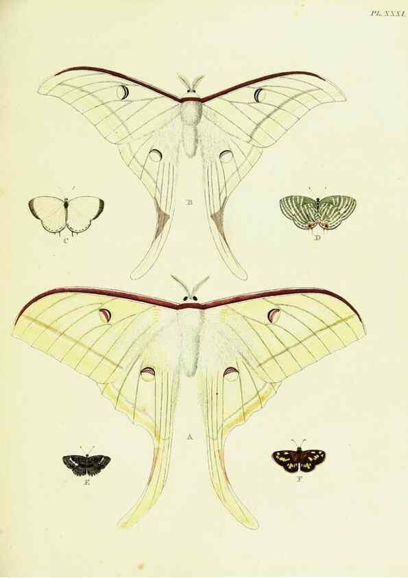 Reproducción/Reproduction 22595078182: De uitlandsche kapellen voorkomende in de drie waereld-deelen, Asia, Africa en America,. Amsteldam,Chez S. J. Baalde;1779-1782.