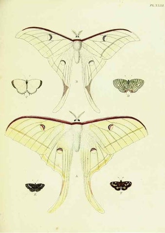 Reproducción/Reproduction 22595078182: De uitlandsche kapellen voorkomende in de drie waereld-deelen, Asia, Africa en America,. Amsteldam,Chez S. J. Baalde;1779-1782.