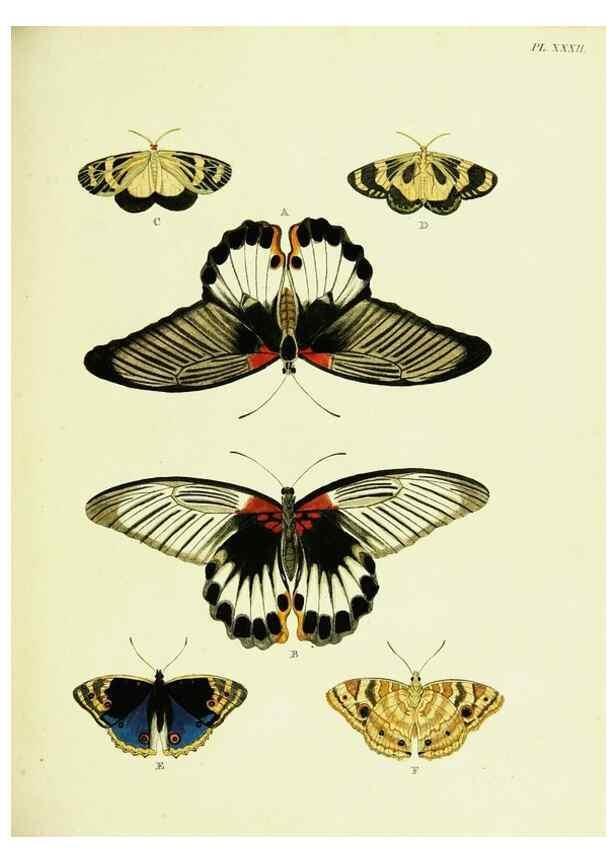 Reproducción/Reproduction 22582598966: De uitlandsche kapellen voorkomende in de drie waereld-deelen, Asia, Africa en America,. Amsteldam,Chez S. J. Baalde;1779-1782.