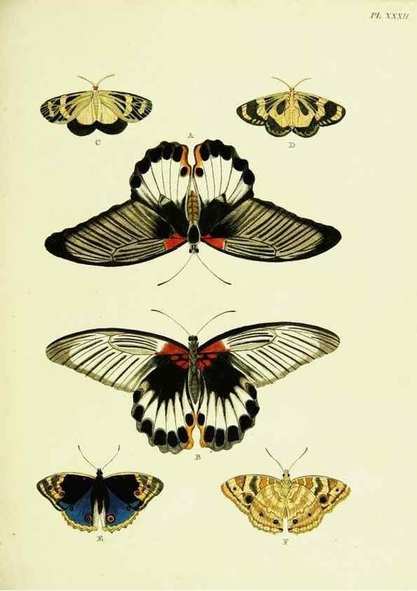 Reproducción/Reproduction 22582598966: De uitlandsche kapellen voorkomende in de drie waereld-deelen, Asia, Africa en America,. Amsteldam,Chez S. J. Baalde;1779-1782.