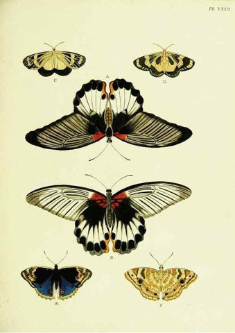 Reproducción/Reproduction 22582598966: De uitlandsche kapellen voorkomende in de drie waereld-deelen, Asia, Africa en America,. Amsteldam,Chez S. J. Baalde;1779-1782.