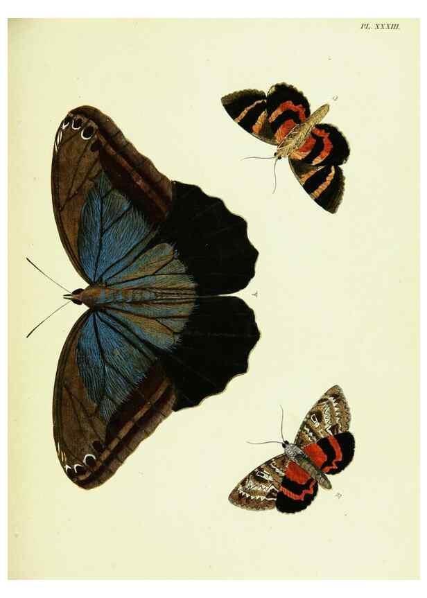Reproducción/Reproduction 22619829571: De uitlandsche kapellen voorkomende in de drie waereld-deelen, Asia, Africa en America,. Amsteldam,Chez S. J. Baalde;1779-1782.
