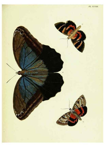 Reproducción/Reproduction 22619829571: De uitlandsche kapellen voorkomende in de drie waereld-deelen, Asia, Africa en America,. Amsteldam,Chez S. J. Baalde;1779-1782.