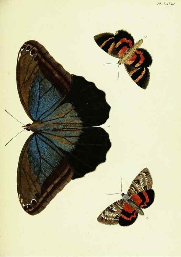 Reproducción/Reproduction 22619829571: De uitlandsche kapellen voorkomende in de drie waereld-deelen, Asia, Africa en America,. Amsteldam,Chez S. J. Baalde;1779-1782.