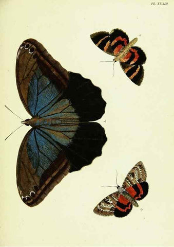 Reproducción/Reproduction 22619829571: De uitlandsche kapellen voorkomende in de drie waereld-deelen, Asia, Africa en America,. Amsteldam,Chez S. J. Baalde;1779-1782.