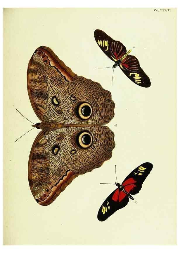 Reproducción/Reproduction 22582609976: De uitlandsche kapellen voorkomende in de drie waereld-deelen, Asia, Africa en America,. Amsteldam,Chez S. J. Baalde;1779-1782.