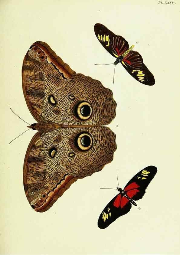 Reproducción/Reproduction 22582609976: De uitlandsche kapellen voorkomende in de drie waereld-deelen, Asia, Africa en America,. Amsteldam,Chez S. J. Baalde;1779-1782.