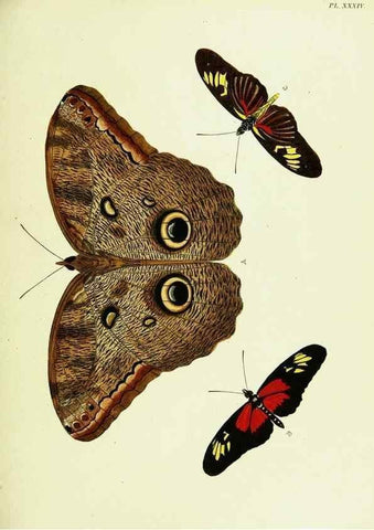 Reproducción/Reproduction 22582609976: De uitlandsche kapellen voorkomende in de drie waereld-deelen, Asia, Africa en America,. Amsteldam,Chez S. J. Baalde;1779-1782.