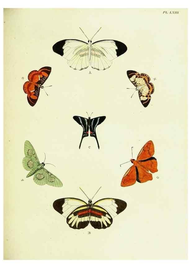 Reproducción/Reproduction 22595211262: De uitlandsche kapellen voorkomende in de drie waereld-deelen, Asia, Africa en America,. Amsteldam,Chez S. J. Baalde;1779-1782.