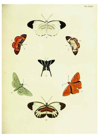 Reproducción/Reproduction 22595211262: De uitlandsche kapellen voorkomende in de drie waereld-deelen, Asia, Africa en America,. Amsteldam,Chez S. J. Baalde;1779-1782.