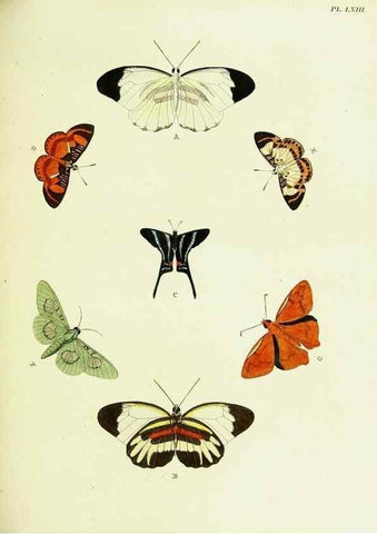 Reproducción/Reproduction 22595211262: De uitlandsche kapellen voorkomende in de drie waereld-deelen, Asia, Africa en America,. Amsteldam,Chez S. J. Baalde;1779-1782.