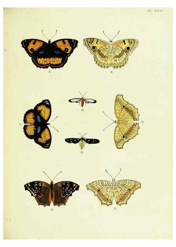 Reproducción/Reproduction 22619836911: De uitlandsche kapellen voorkomende in de drie waereld-deelen, Asia, Africa en America,. Amsteldam,Chez S. J. Baalde;1779-1782.