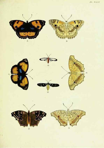 Reproducción/Reproduction 22619836911: De uitlandsche kapellen voorkomende in de drie waereld-deelen, Asia, Africa en America,. Amsteldam,Chez S. J. Baalde;1779-1782.