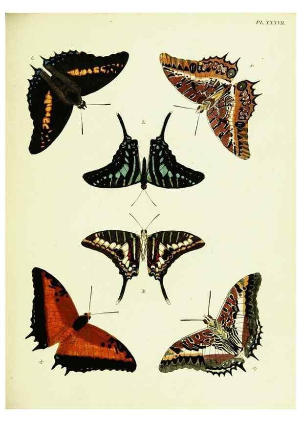 Reproducción/Reproduction 22619845211: De uitlandsche kapellen voorkomende in de drie waereld-deelen, Asia, Africa en America,. Amsteldam,Chez S. J. Baalde;1779-1782.