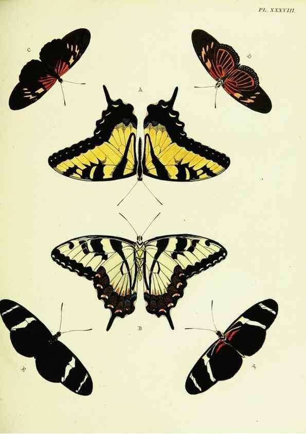 Reproducción/Reproduction 22619848181: De uitlandsche kapellen voorkomende in de drie waereld-deelen, Asia, Africa en America,. Amsteldam,Chez S. J. Baalde;1779-1782.