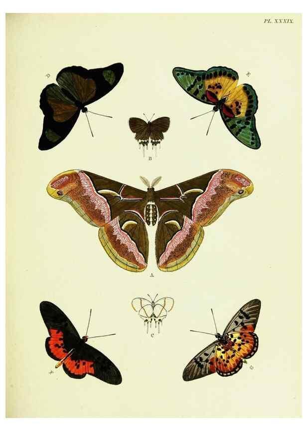 Reproducción/Reproduction 22595110442: De uitlandsche kapellen voorkomende in de drie waereld-deelen, Asia, Africa en America,. Amsteldam,Chez S. J. Baalde;1779-1782.