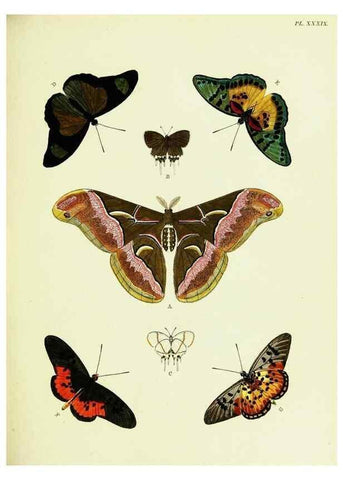 Reproducción/Reproduction 22595110442: De uitlandsche kapellen voorkomende in de drie waereld-deelen, Asia, Africa en America,. Amsteldam,Chez S. J. Baalde;1779-1782.