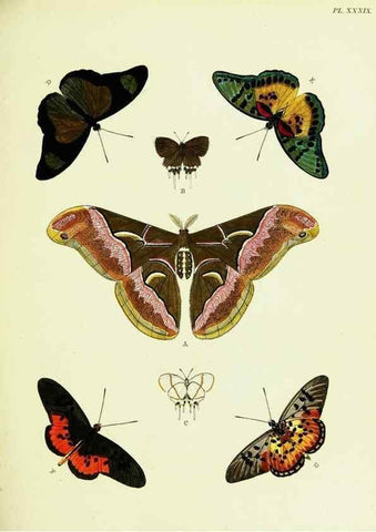 Reproducción/Reproduction 22595110442: De uitlandsche kapellen voorkomende in de drie waereld-deelen, Asia, Africa en America,. Amsteldam,Chez S. J. Baalde;1779-1782.