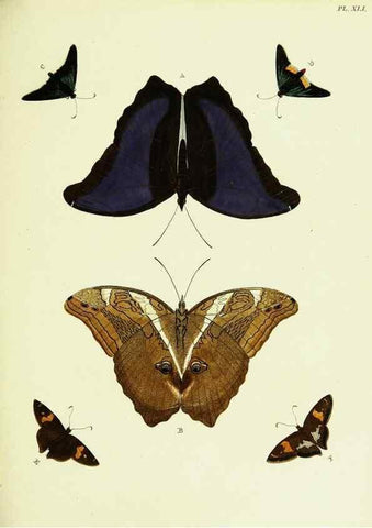 Reproducción/Reproduction 22595118852: De uitlandsche kapellen voorkomende in de drie waereld-deelen, Asia, Africa en America,. Amsteldam,Chez S. J. Baalde;1779-1782.