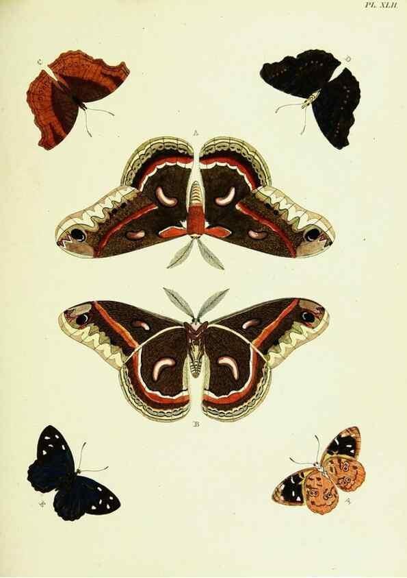 Reproducción/Reproduction 22608650545: De uitlandsche kapellen voorkomende in de drie waereld-deelen, Asia, Africa en America,. Amsteldam,Chez S. J. Baalde;1779-1782.