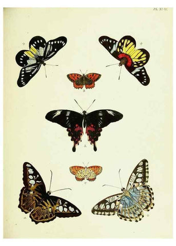 Reproducción/Reproduction 22582645546: De uitlandsche kapellen voorkomende in de drie waereld-deelen, Asia, Africa en America,. Amsteldam,Chez S. J. Baalde;1779-1782.