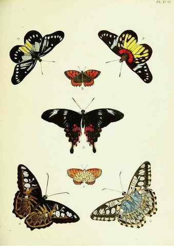 Reproducción/Reproduction 22582645546: De uitlandsche kapellen voorkomende in de drie waereld-deelen, Asia, Africa en America,. Amsteldam,Chez S. J. Baalde;1779-1782.
