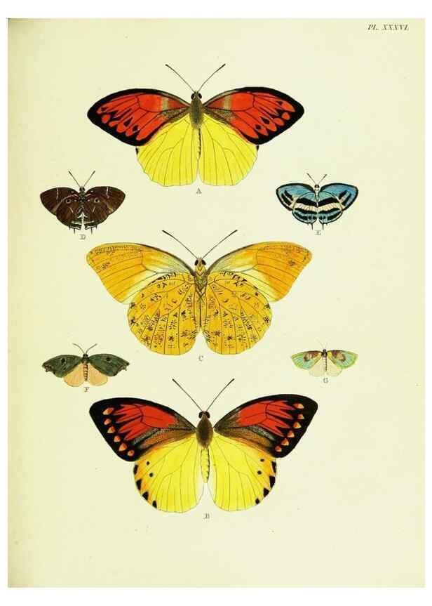 Reproducción/Reproduction 22582616966: De uitlandsche kapellen voorkomende in de drie waereld-deelen, Asia, Africa en America,. Amsteldam,Chez S. J. Baalde;1779-1782.
